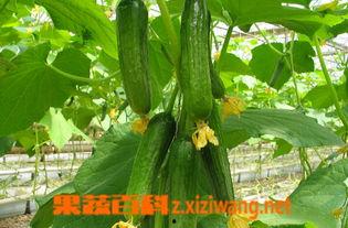 乳瓜软了可以吃吗视频,美味依旧？揭秘食用安全与口感变化