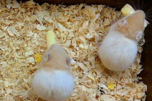 仓鼠可以吃新疆蜜瓜吗视频,仓鼠的夏日美味探索