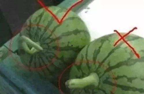 吃瓜丝绒花瓣怎么做的视频,轻松在家享受美味与浪漫