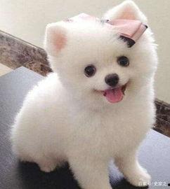 博美可以吃小白瓜吗视频,博美犬适宜食用小白瓜的揭秘与分享