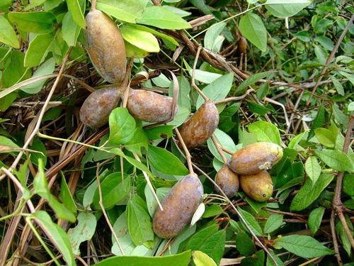 挖土吃八月瓜视频播放,八月瓜美味来袭!