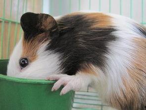 荷兰猪可以吃籽瓜吗视频,籽瓜的适宜性解析