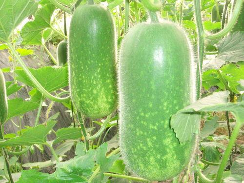 网曝全国各地吃瓜视频,各地特色吃瓜视频盘点