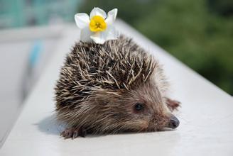 刺猬偷瓜吃视频,一场欢乐的田园趣事