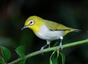 绣眼鸟吃田瓜好吗视频,绣眼鸟食用田瓜的益处与观察