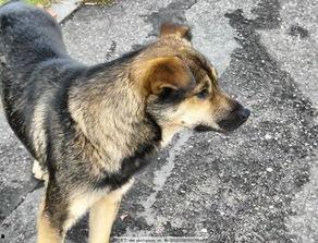 土狗吃瓜的视频,欢乐无限，带你领略田园生活趣味