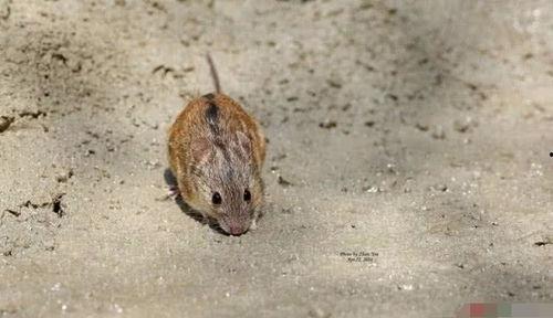 老鼠吃佛手瓜视频播放大全,老鼠大啖佛手瓜，萌态百出欢乐多