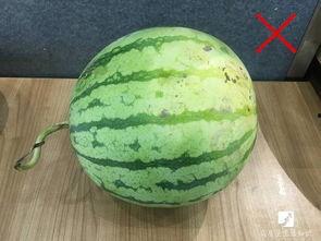 犀牛吃瓜扔掉瓜皮视频