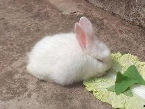 兔子吃拉瓜吗会死吗视频,揭秘潜在致命风险