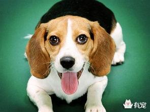 比格犬吃哈密瓜可以吗视频,美味与健康的完美邂逅