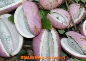 山鸡吃八月瓜会死吗视频,山鸡食用八月瓜的致命之谜