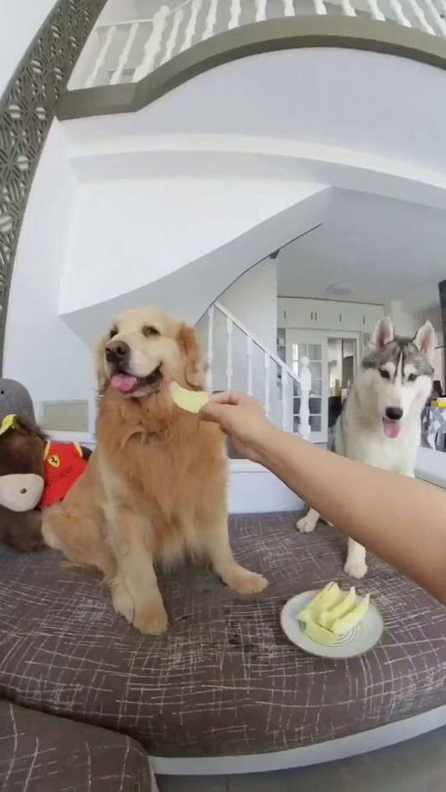 几只狗子吃瓜视频