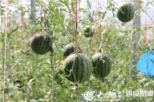 棉纺厂 吃瓜视频,揭秘吃瓜视频背后的秘密工厂