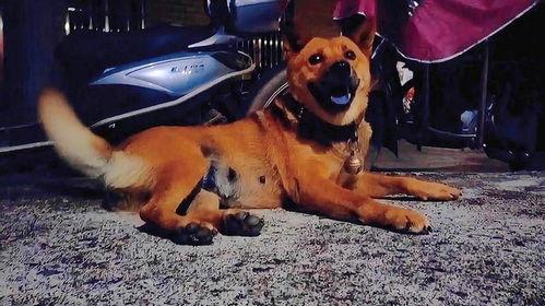 农村吃瓜的土狗子视频,欢乐乡村生活瞬间