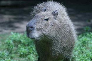 水豚吃哈密瓜视频播放,哈密瓜成美食新宠