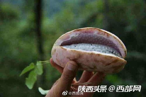 吃野生八月瓜的视频,视频带你领略自然馈赠