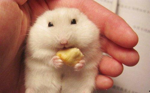 仓鼠吃瓜动作视频,可爱瞬间引网友热议