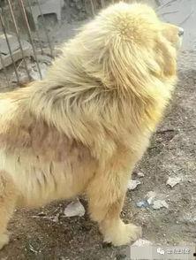 金毛狮王吃瓜视频大全,笑料横飞视频大全