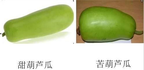 淄博唐庄吃瓜视频,一场乡村夏日狂欢的视觉盛宴