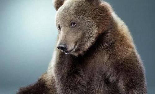 大狗熊搞笑吃瓜视频大全,笑料横生视频大全