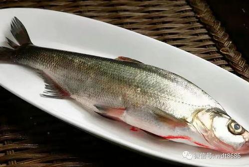 小霸王吃瓜一只鱼视频,趣味横生美食大作战