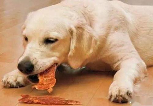 吃瓜狗拉多咬人吗视频,真相揭秘与反思