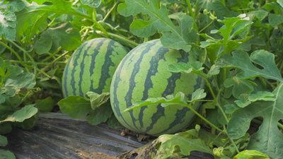 界首锦华观芷吃瓜的视频,趣味横生一幕幕