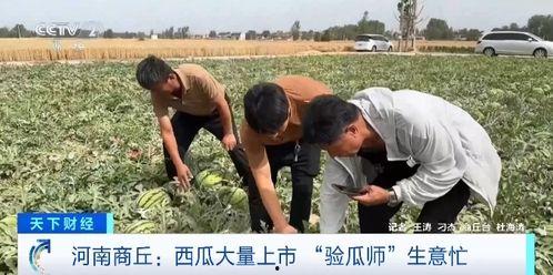 文安吃瓜四个视频,四部视频揭秘幕后真相