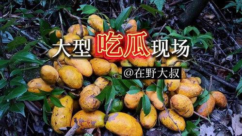 吃野瓜视频大全集,视频大全集带你领略异域风味